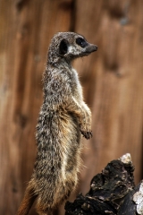 meerkat-alexander-orlov-14189507-m